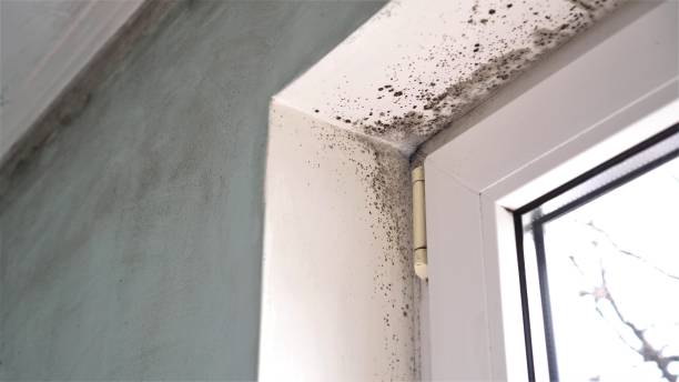 Best Basement Mold Removal  in Sonterra, TX