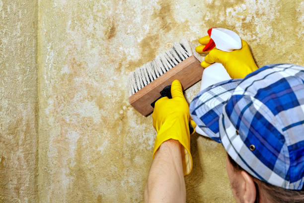  Sonterra, TX Mold Removal Pros