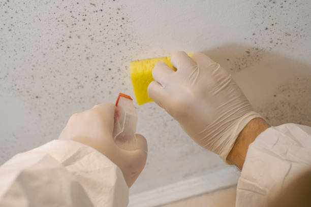 Best Asbestos and Lead Testing During Mold Inspection  in Sonterra, TX